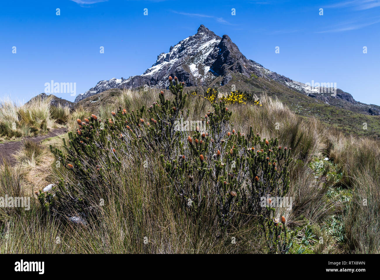 Shrubs with flowers in the páramos of Rucu Pichincha Stock Photo