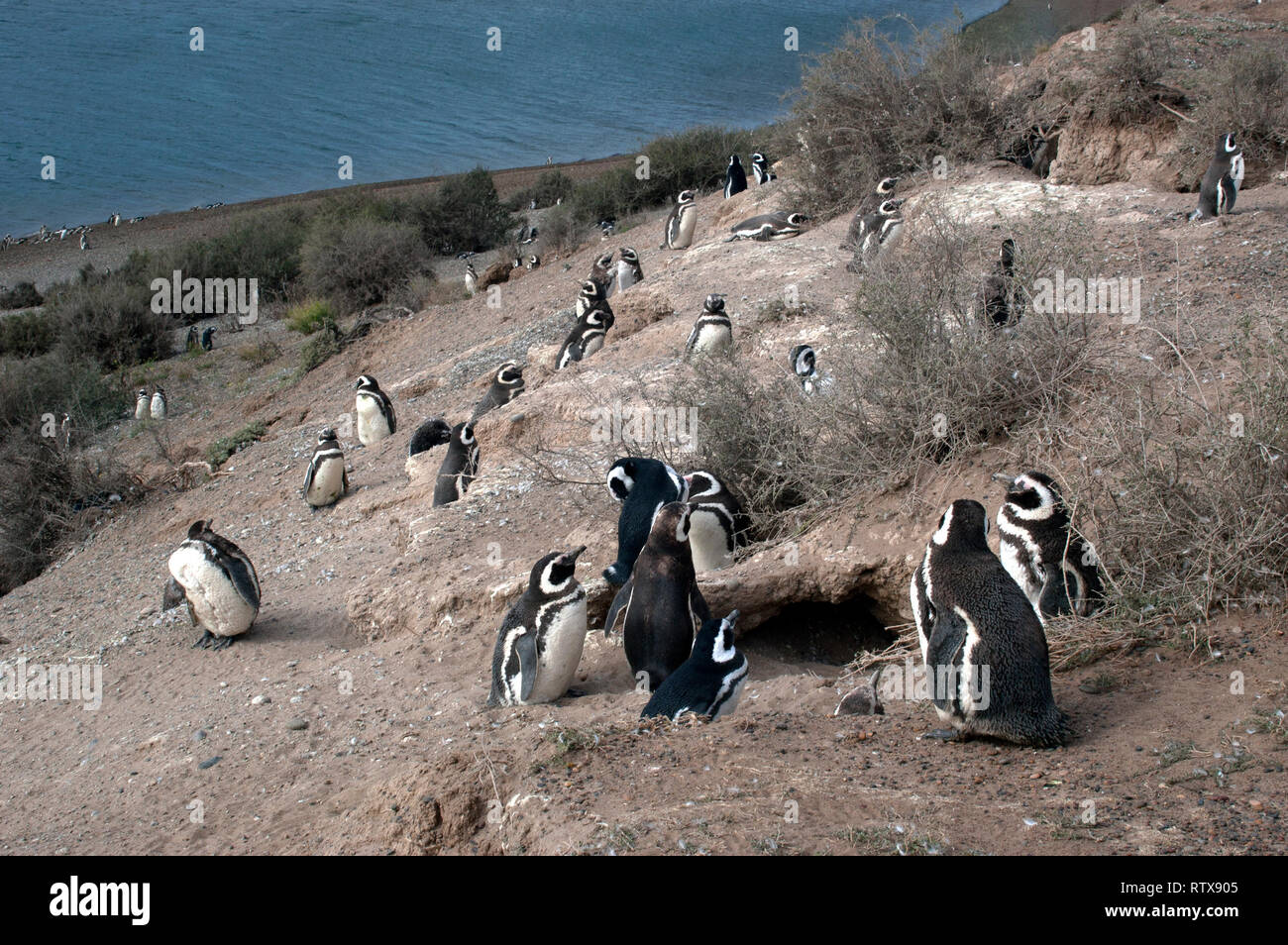 Magellanic Penguins, Spheniscus magellanicus, at the San Lorenzo Pinguinera, Valdes Peninsula, Chubut, Patagonia Argentina Stock Photo