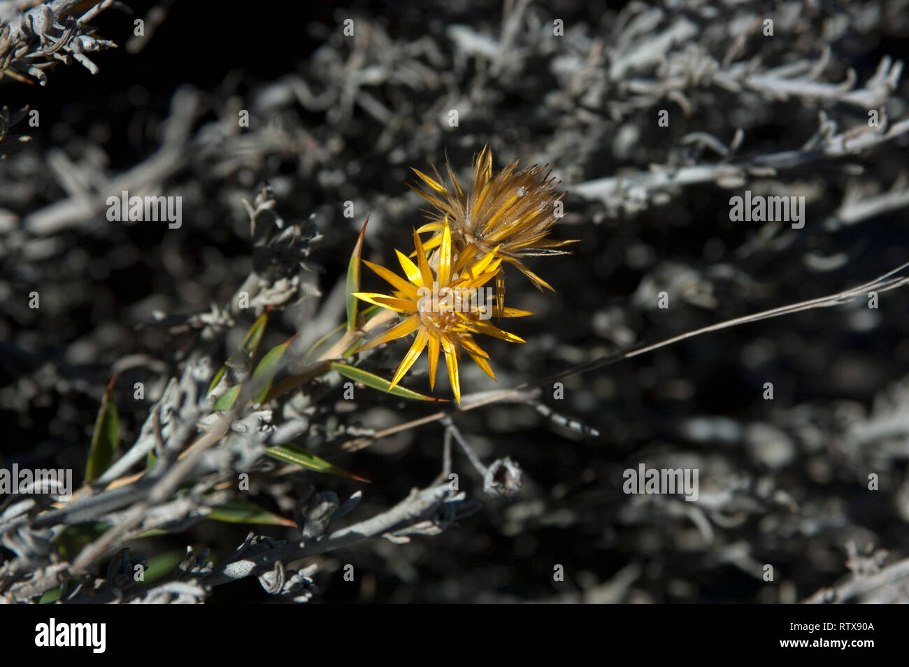 Yellow flower, Chuquiraga erinacea, Family Asteraceae, Valdes Peninsula, Chubut, Patagonia Argentina Stock Photo