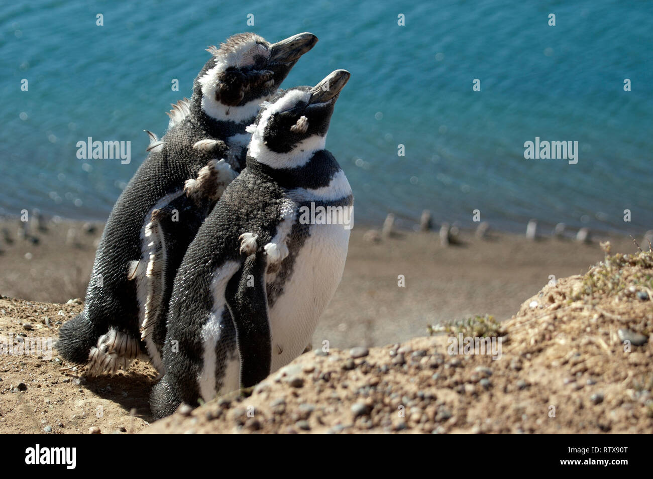 Magellanic Penguins, Spheniscus magellanicus, San Lorenzo Pinguinera, Valdes Peninsula, Chubut, Patagonia Argentina Stock Photo