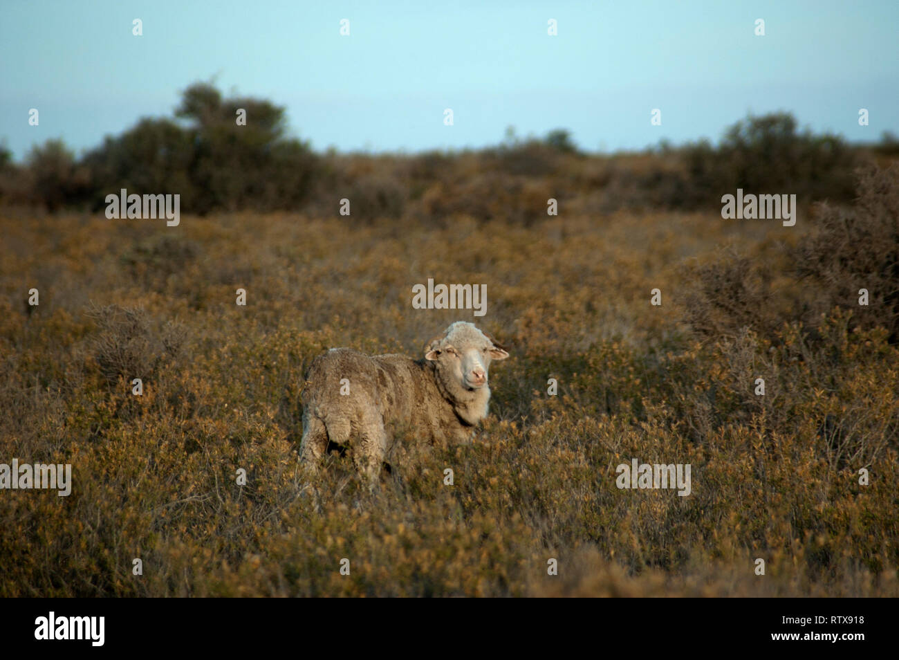 Patagonian sheep, Ovis aries, a breed of sheep commonly seen in the steppes of the Valdes Peninsula, Chubut, Argentina Stock Photo