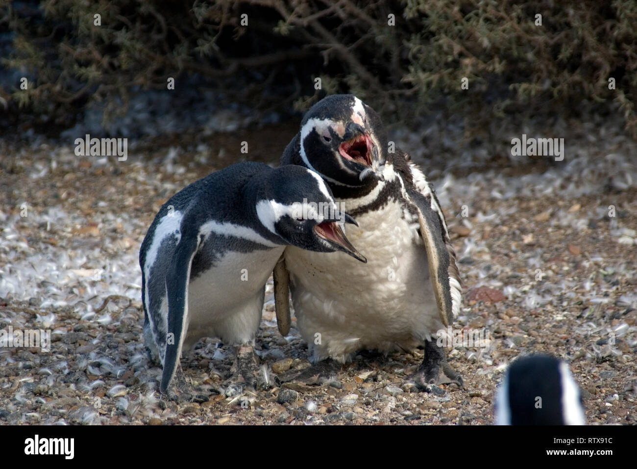 Magellanic Penguins, Spheniscus magellanicus, vocalizing, Pinguinera Punta Tombo, Rawson, Chubut, Patagonia Argentina Stock Photo