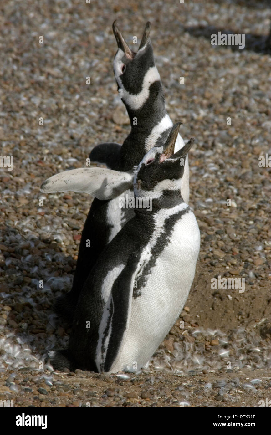 Magellanic Penguin, Spheniscus magellanicus, vocalizing, Pinguinera Punta Tombo, Rawson, Chubut, Patagonia Argentina Stock Photo