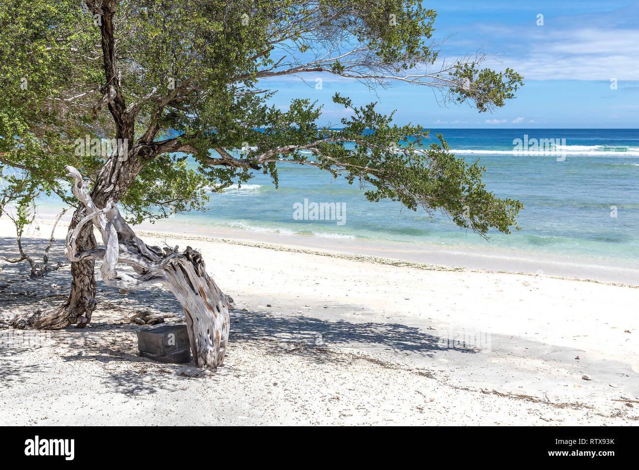 Tropical trees on the coast of Gili Trawangan in Indonesia. Stock Photo