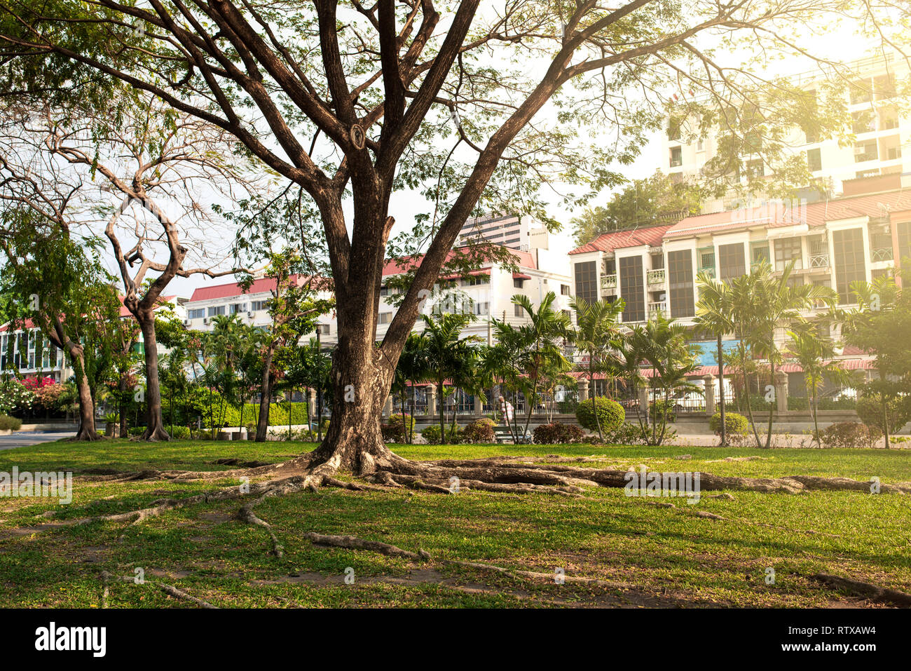 Tropical climate city park Stock Photo