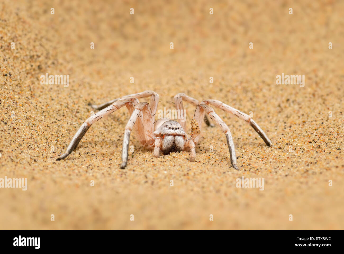 Wheel Spider - Carparachne aureoflava, beautiful white spider from Namib desert, Walvis Bay, Namibia. Stock Photo