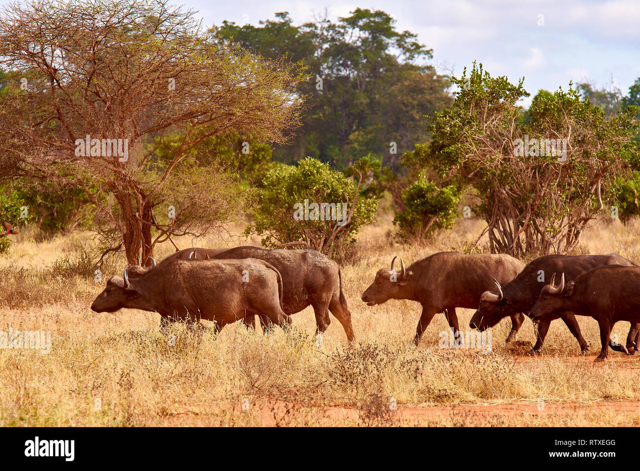 The herd of buffalo goes savanna and pounds in safari in kenya - africa. Trees and grass. Stock Photo