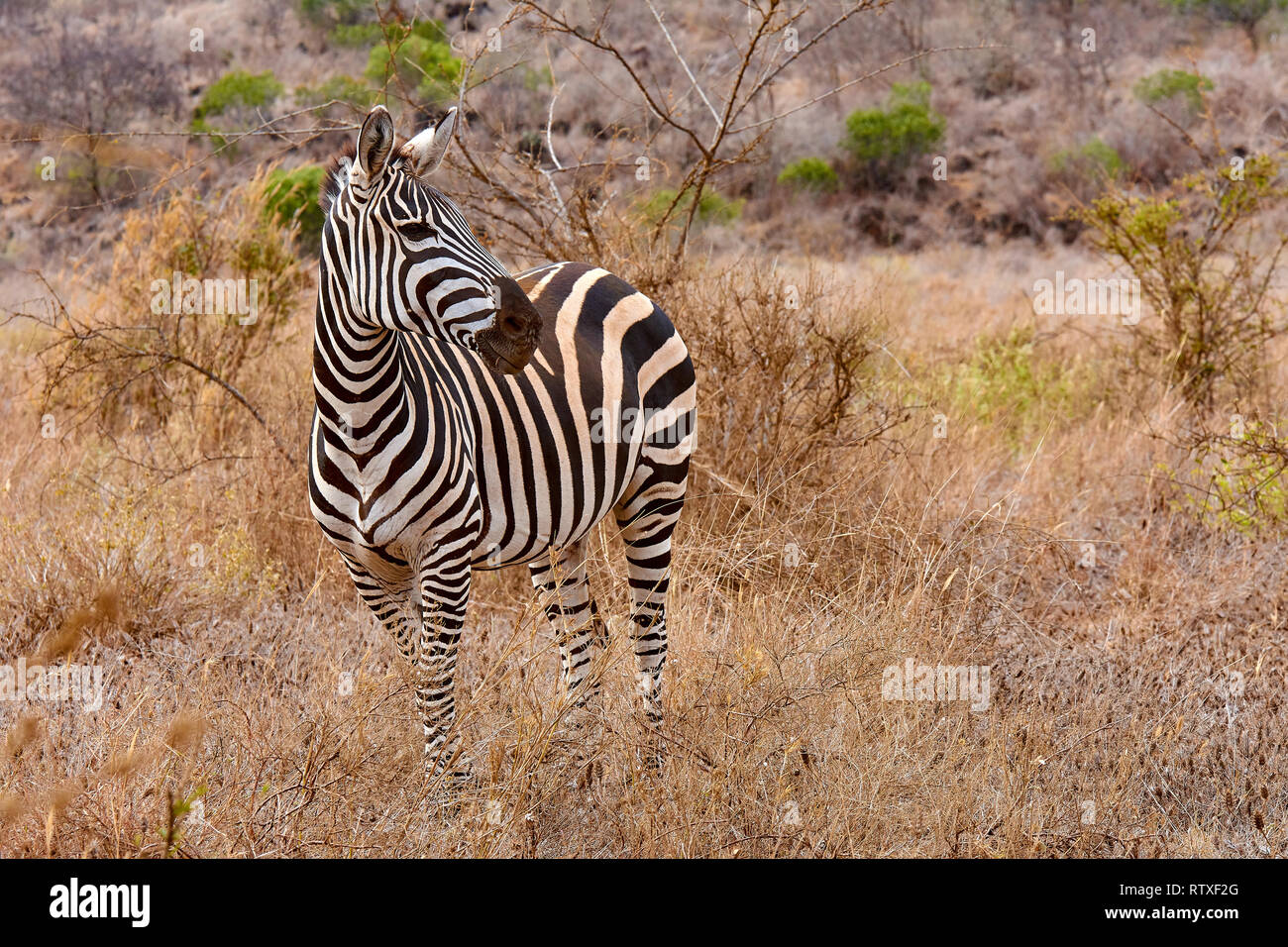 Zebra stands in a savannah in the Tsavo National Park in Kenya - Africa Stock Photo