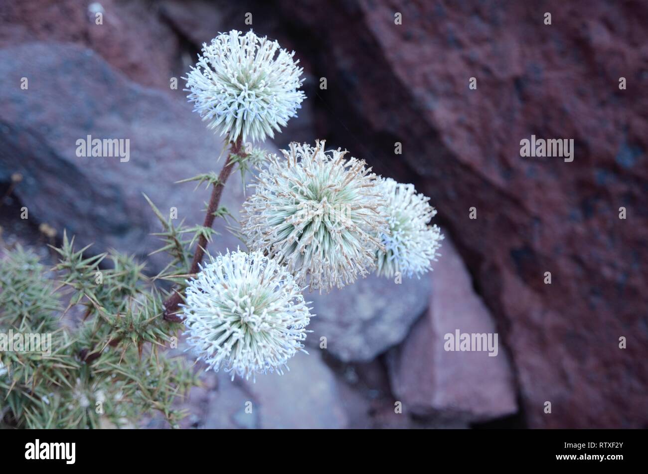 Danelion flower hi-res stock photography and images - Alamy