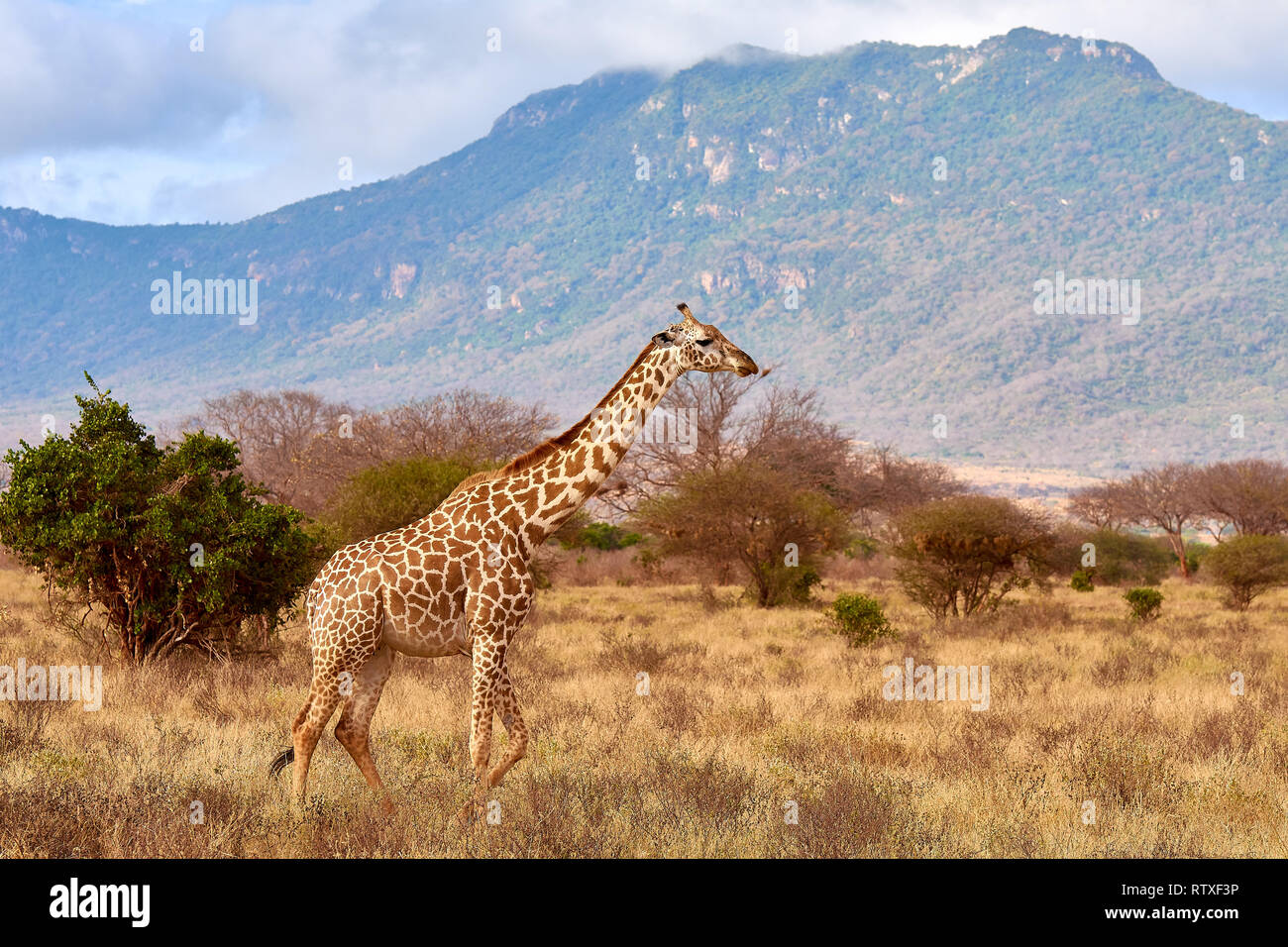 The giraffe is savage and pounding in safari in kenya - africa. Trees and grass with blurred mountains in the background. Stock Photo