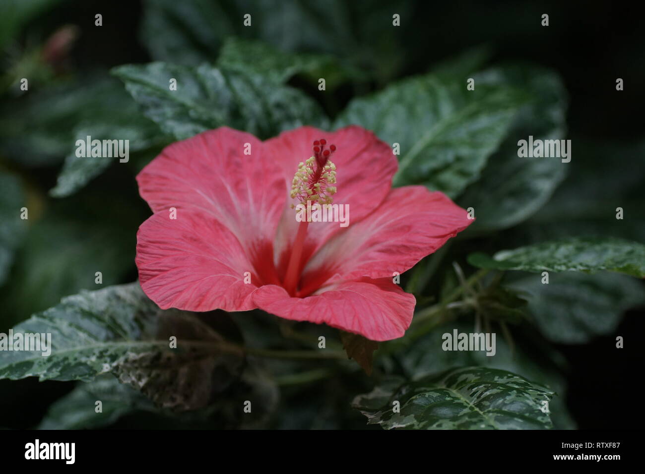 Hibiscus rosa-sinensis cultivar Stock Photo