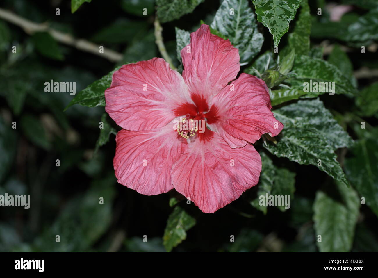 Hibiscus rosa-sinensis cultivar Stock Photo