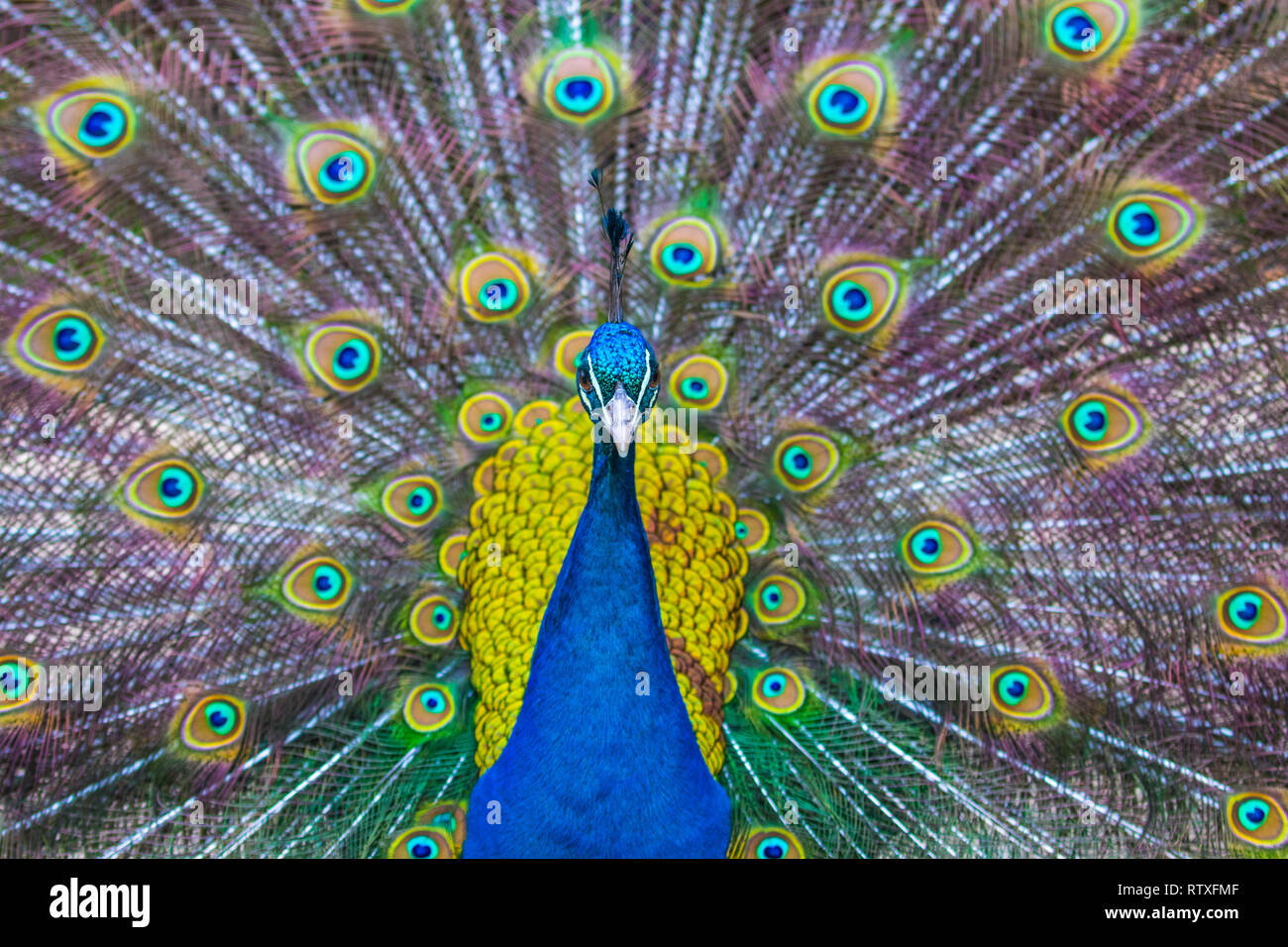 Indian Peafowl showing off it's beautifully coloured plumage. Stock Photo