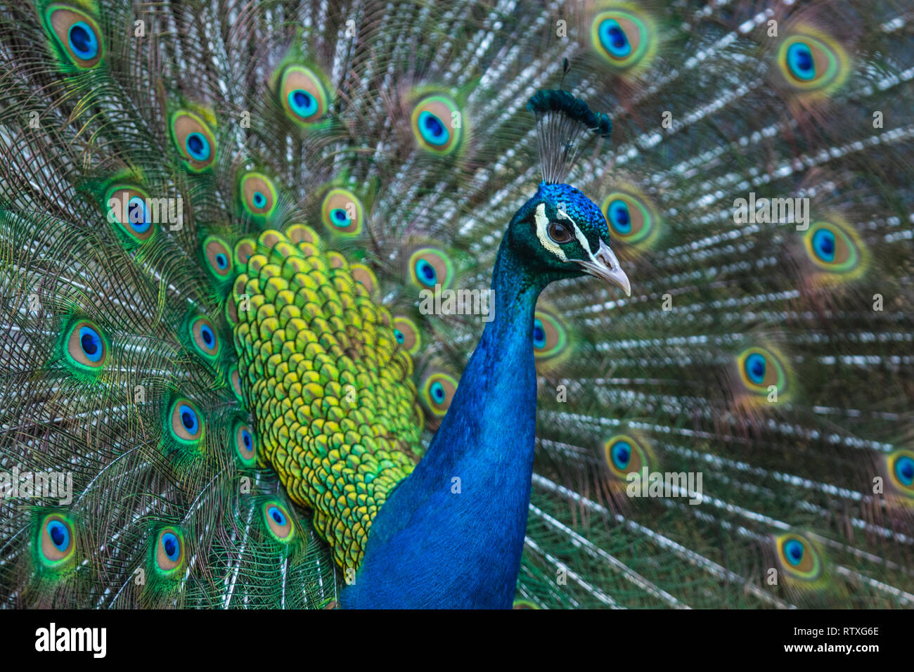 Indian Peafowl showing off it's beautifully coloured plumage. Stock Photo