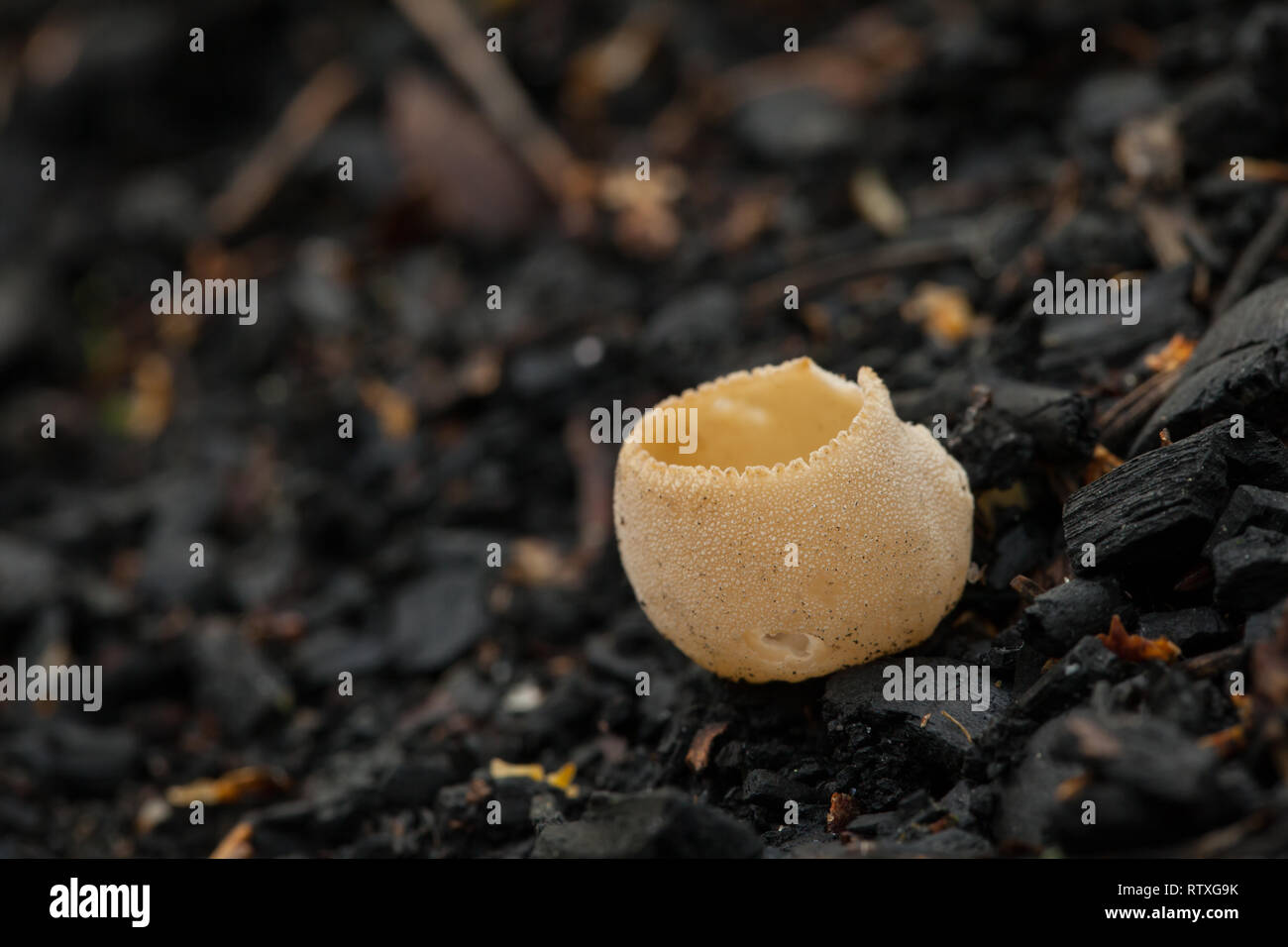 Toothed cup fungus on burned soil Stock Photo