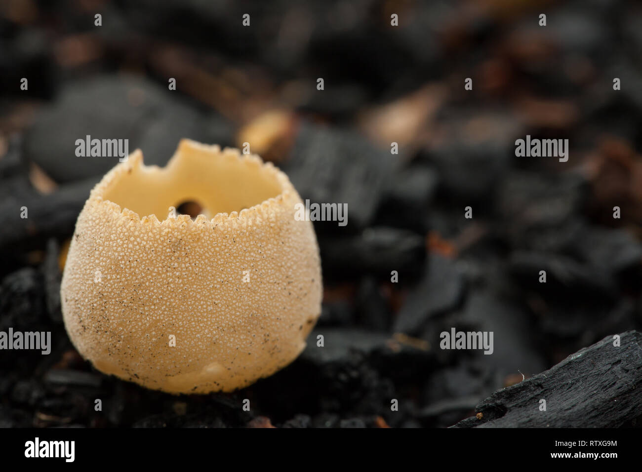 Toothed cup fungus on burned soil Stock Photo