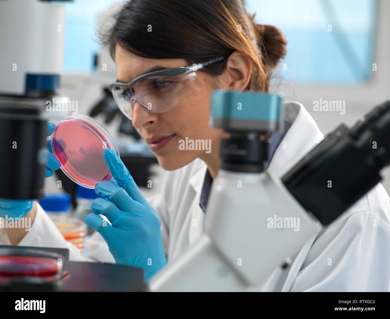 Scientist examining cultures growing in petri dishes under an inverted ...