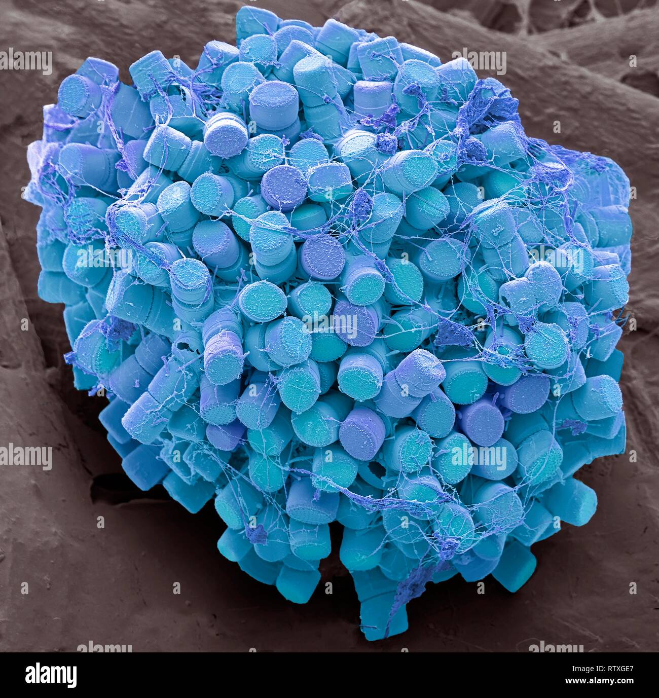 Diatoms. Coloured scanning electron micrograph (SEM) of fresh water centric diatom frustules (skeleton), Diatoms are a type of algae (Chromophyta, Bac Stock Photo