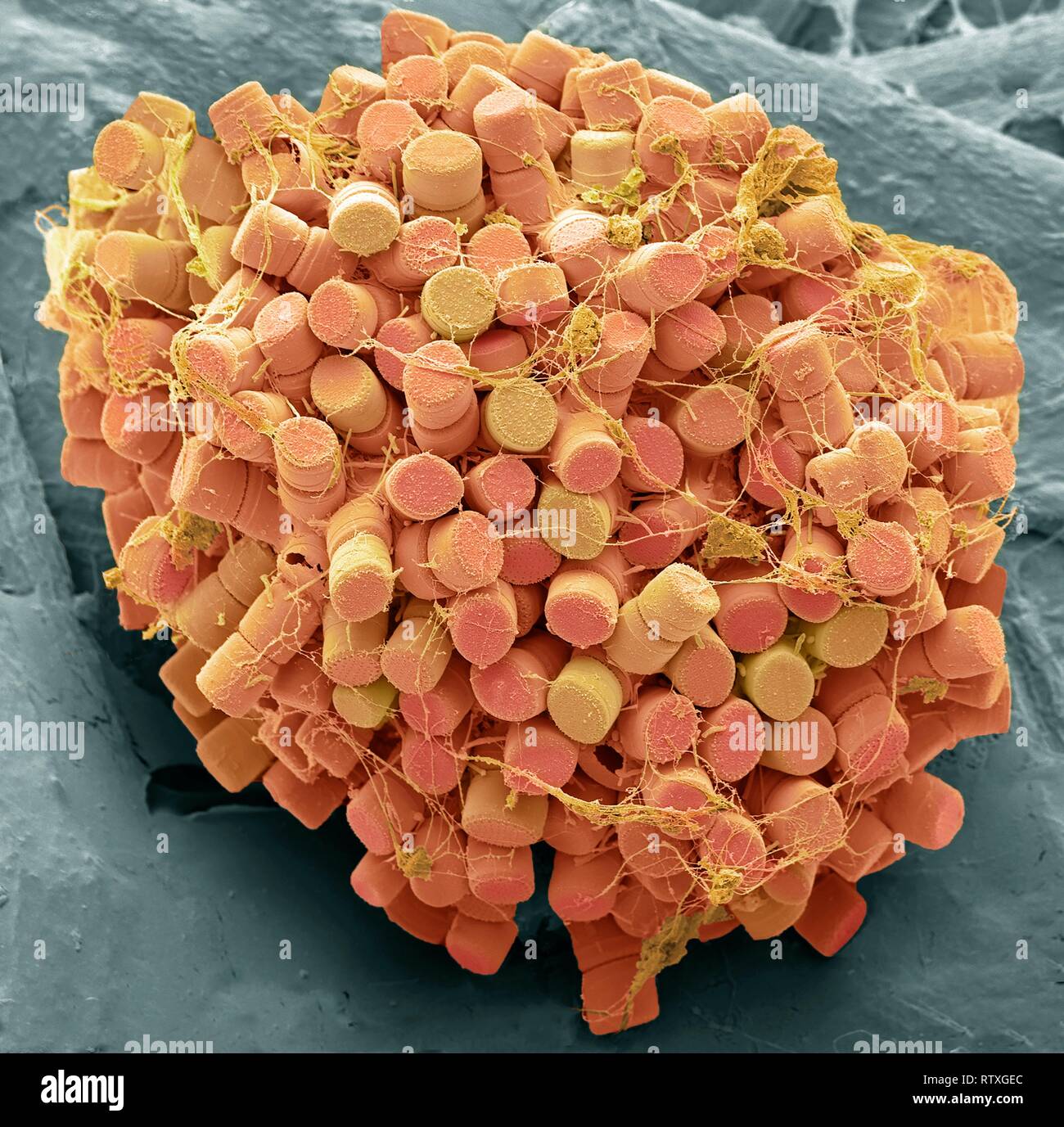 Diatoms. Coloured scanning electron micrograph (SEM) of fresh water centric diatom frustules (skeleton), Diatoms are a type of algae (Chromophyta, Bac Stock Photo