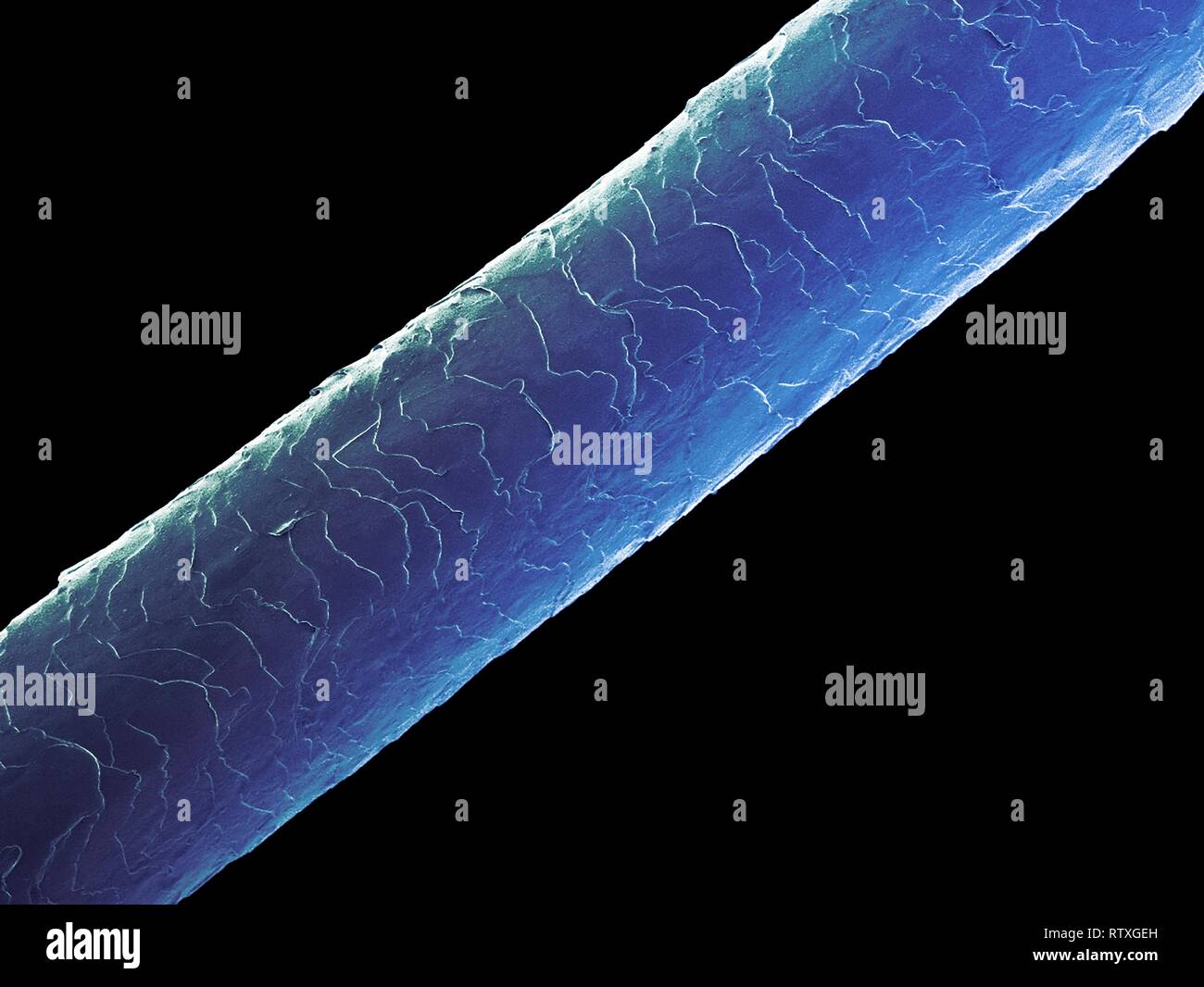 Human hair (Caucasian, brunette), coloured scanning electron micrograph (SEM). The outer layer of hair (the cuticle) has overlapping scales of keratin Stock Photo