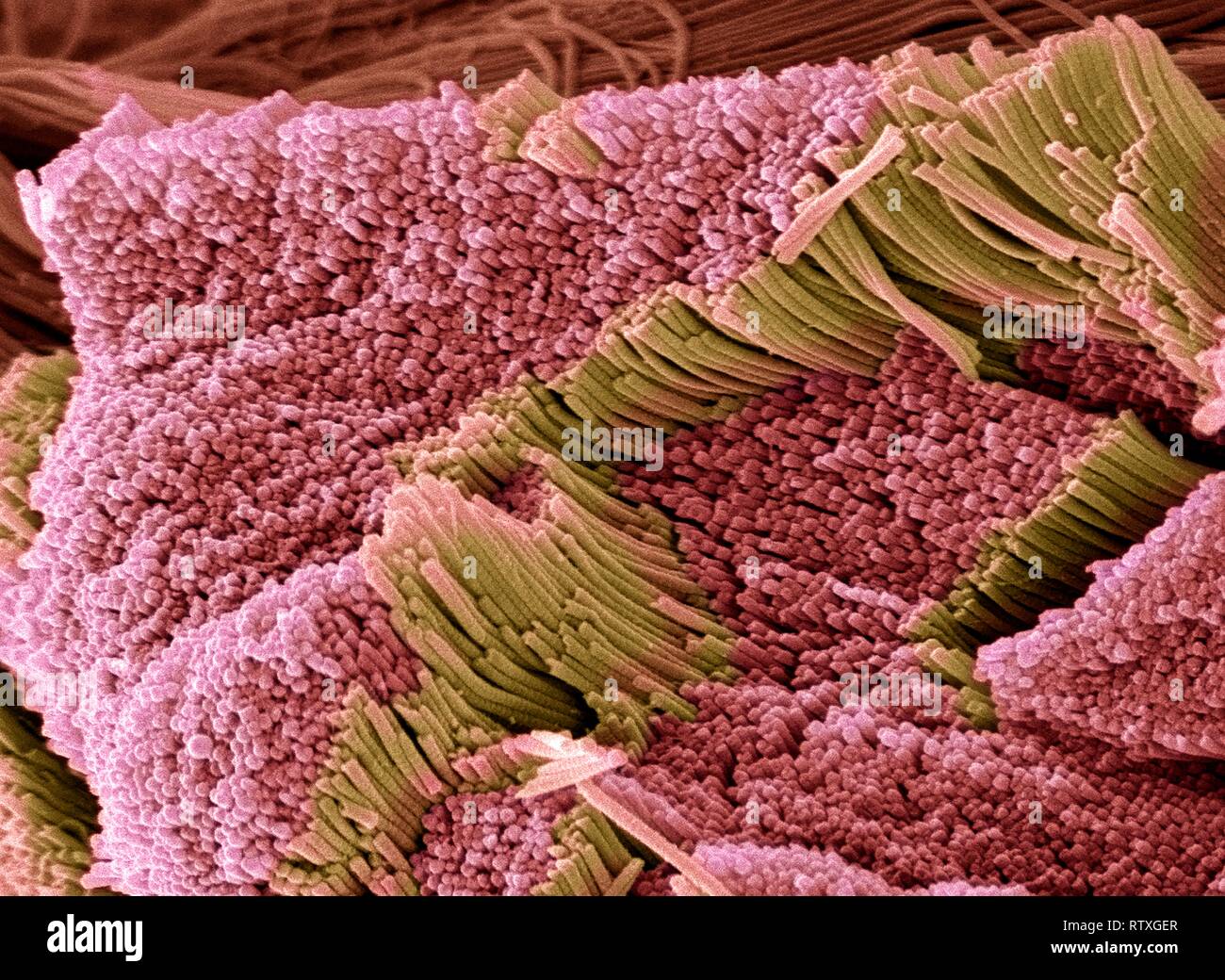 Tendon, coloured scanning electron micrograph (SEM), showing bundles of collagen fibres. The parallel alignment of the fibres make tendons inelastic b Stock Photo