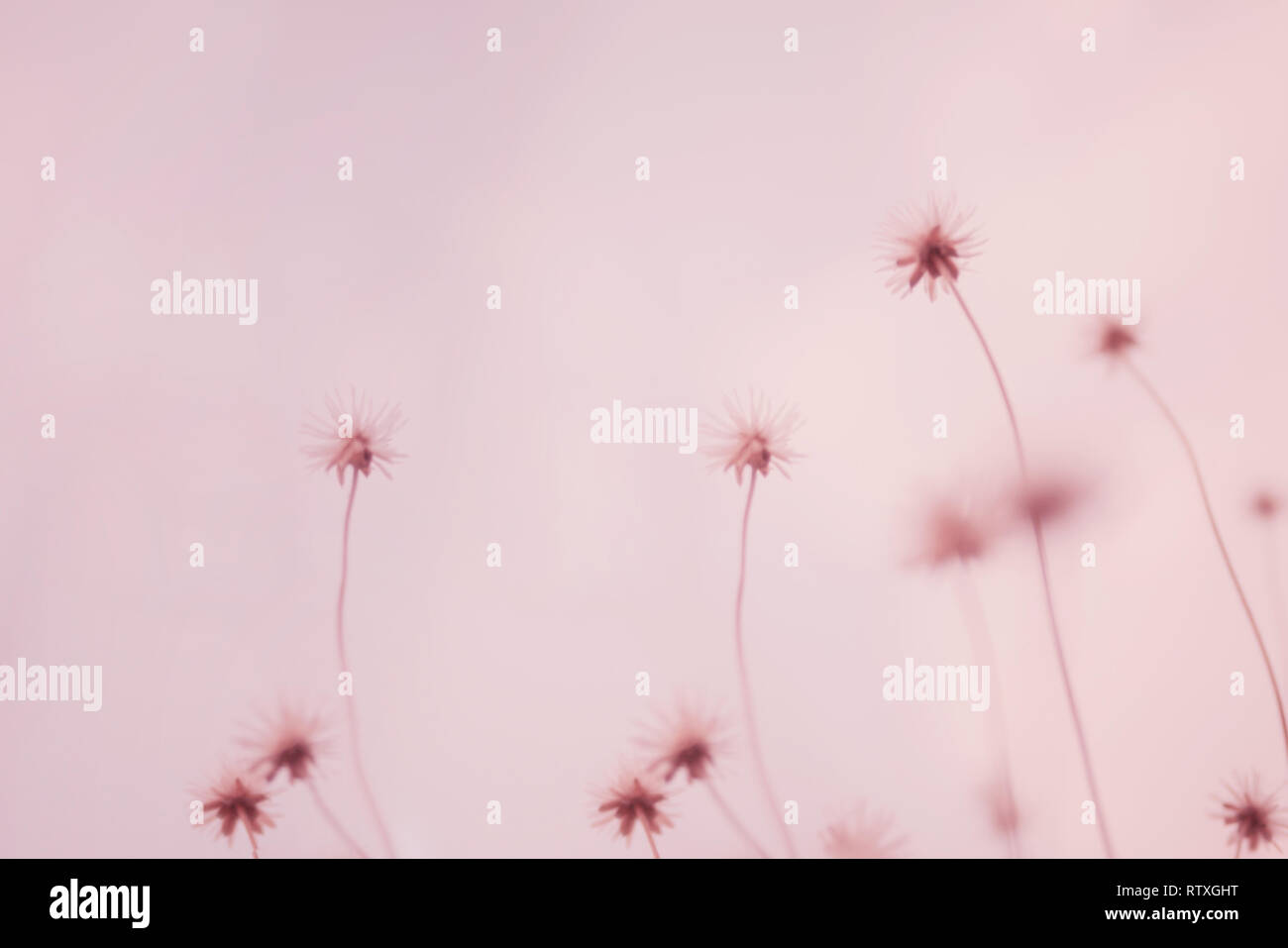 Blurred dry flowers grass on pink background with soft tone Stock Photo