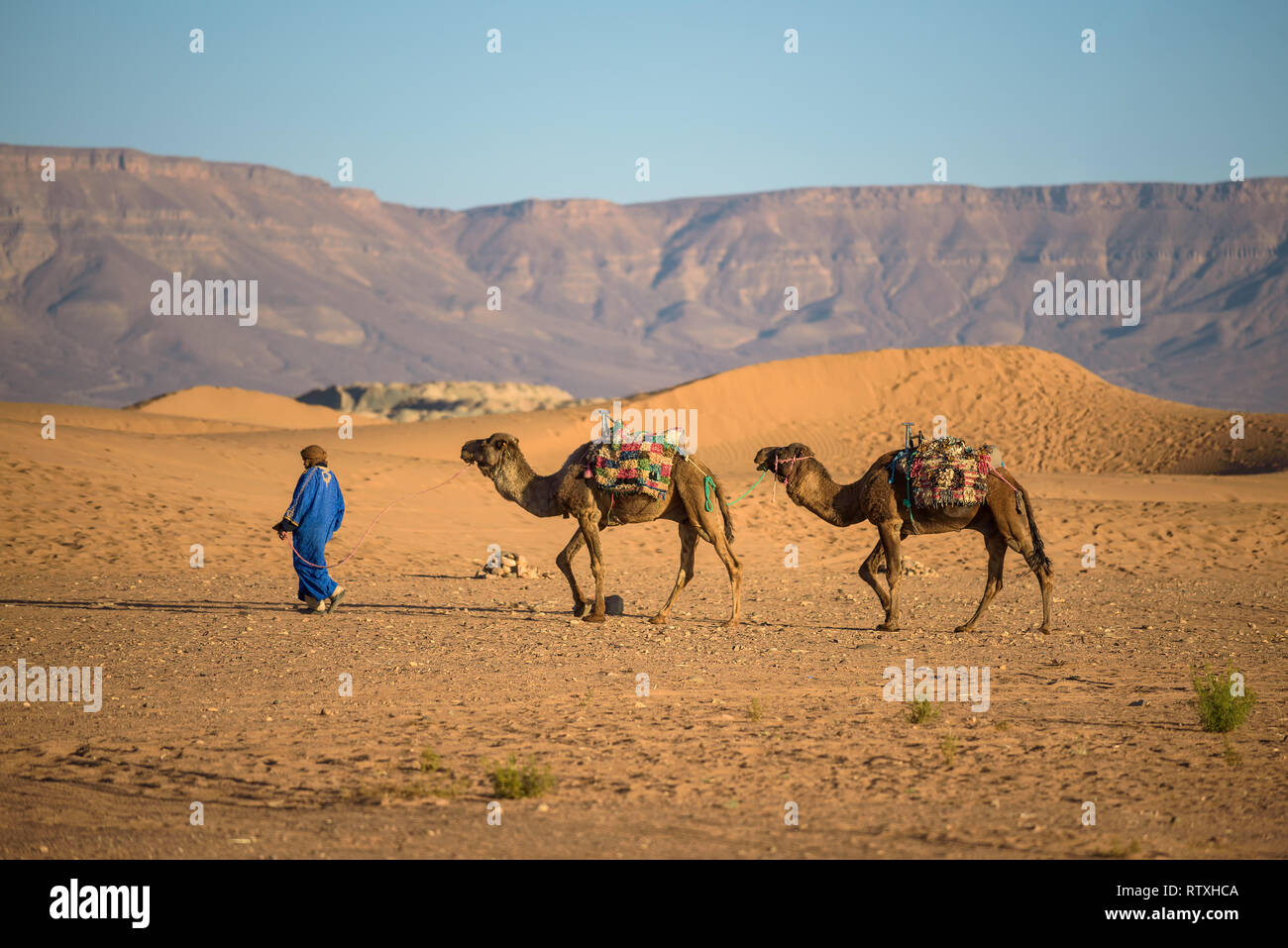 Berber man with his camels going through the Sahara Desert Stock Photo