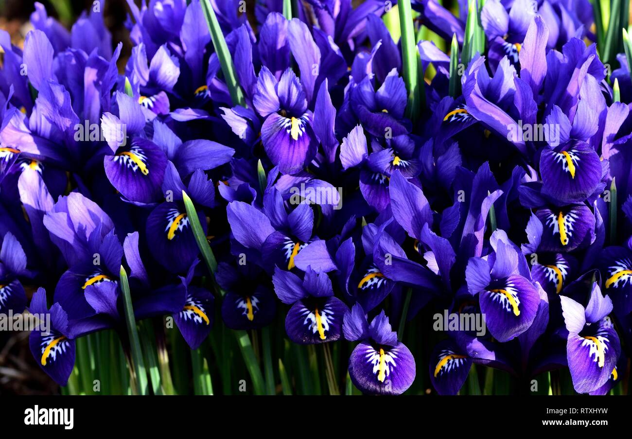 A clump of blue dwarf irises. Stock Photo