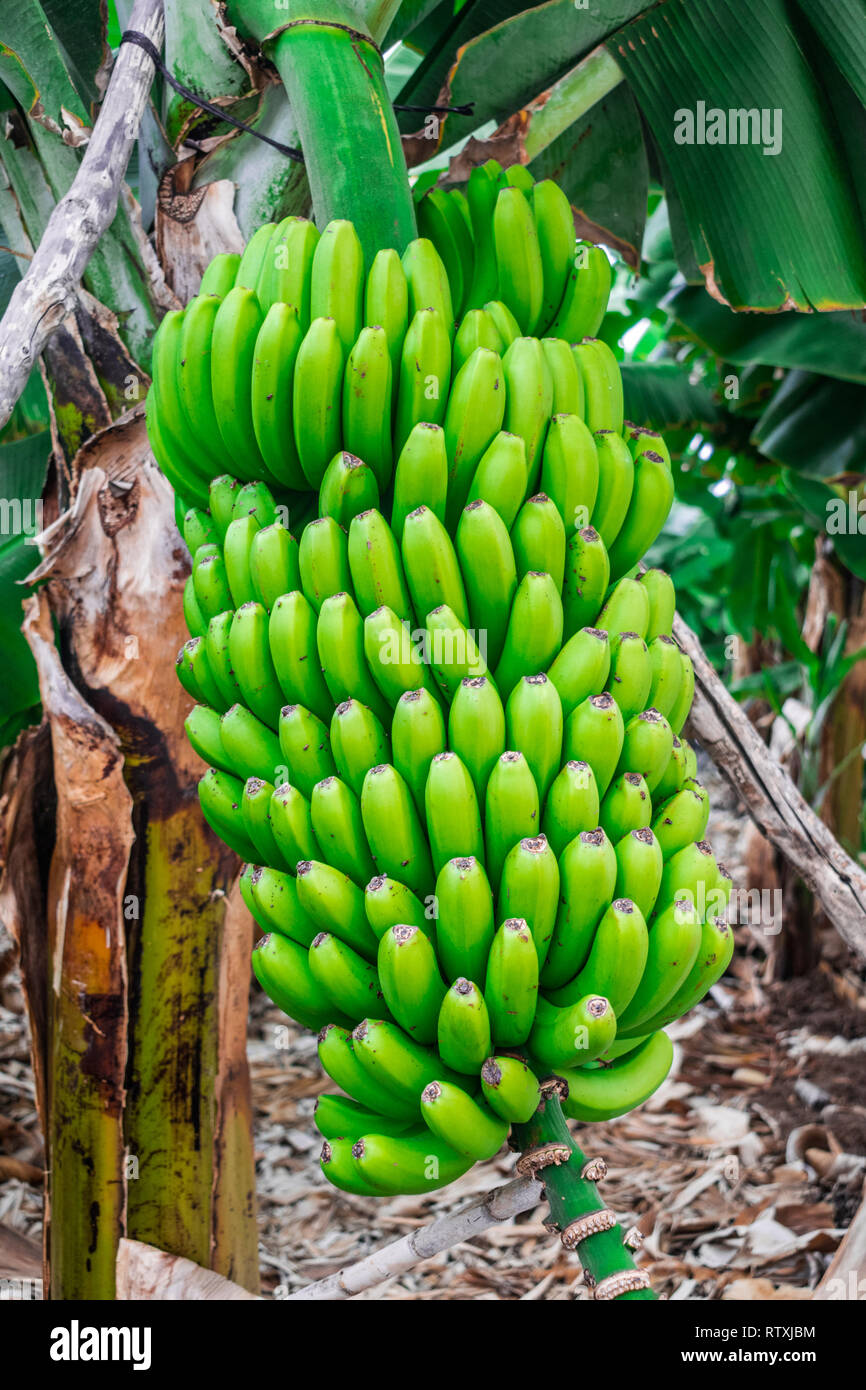 Canary islands bananas palm tree hires stock photography and images