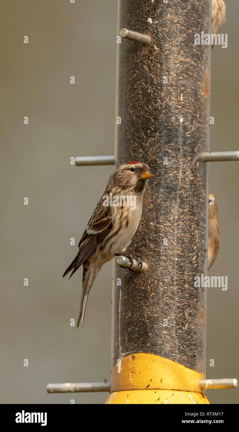 Bird Feeders Stock Photos Bird Feeders Stock Images Alamy