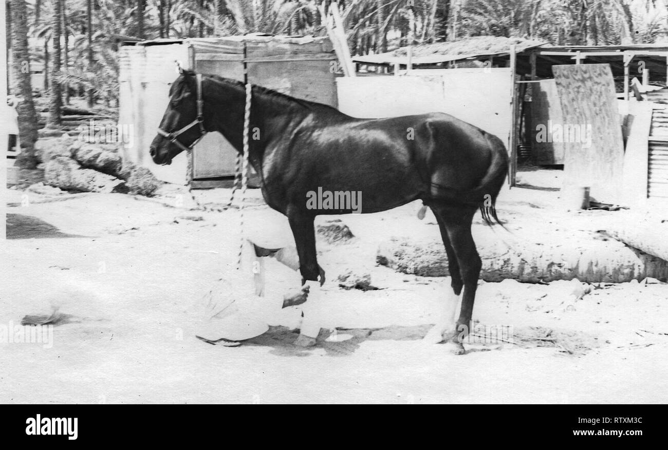 Purchase and transport of a dark chestnut Arabian stallion from Al-Qatif / Qatif, Eastern Province, Saudi Arabia to Abqaiq, an Aramco Compound in 1983. Stock Photo