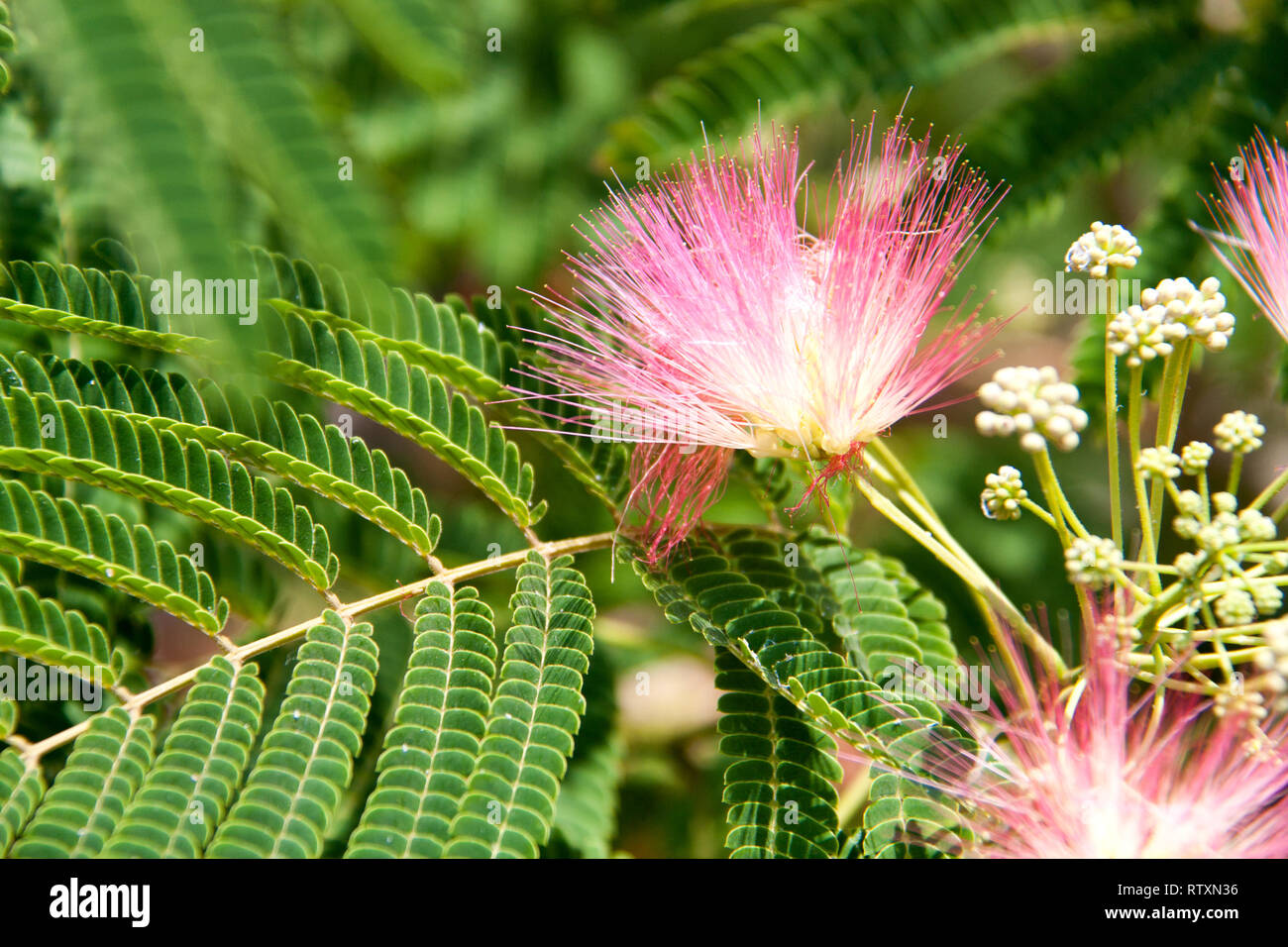 Albizia julibrissin flowers close-up as a background Stock Photo