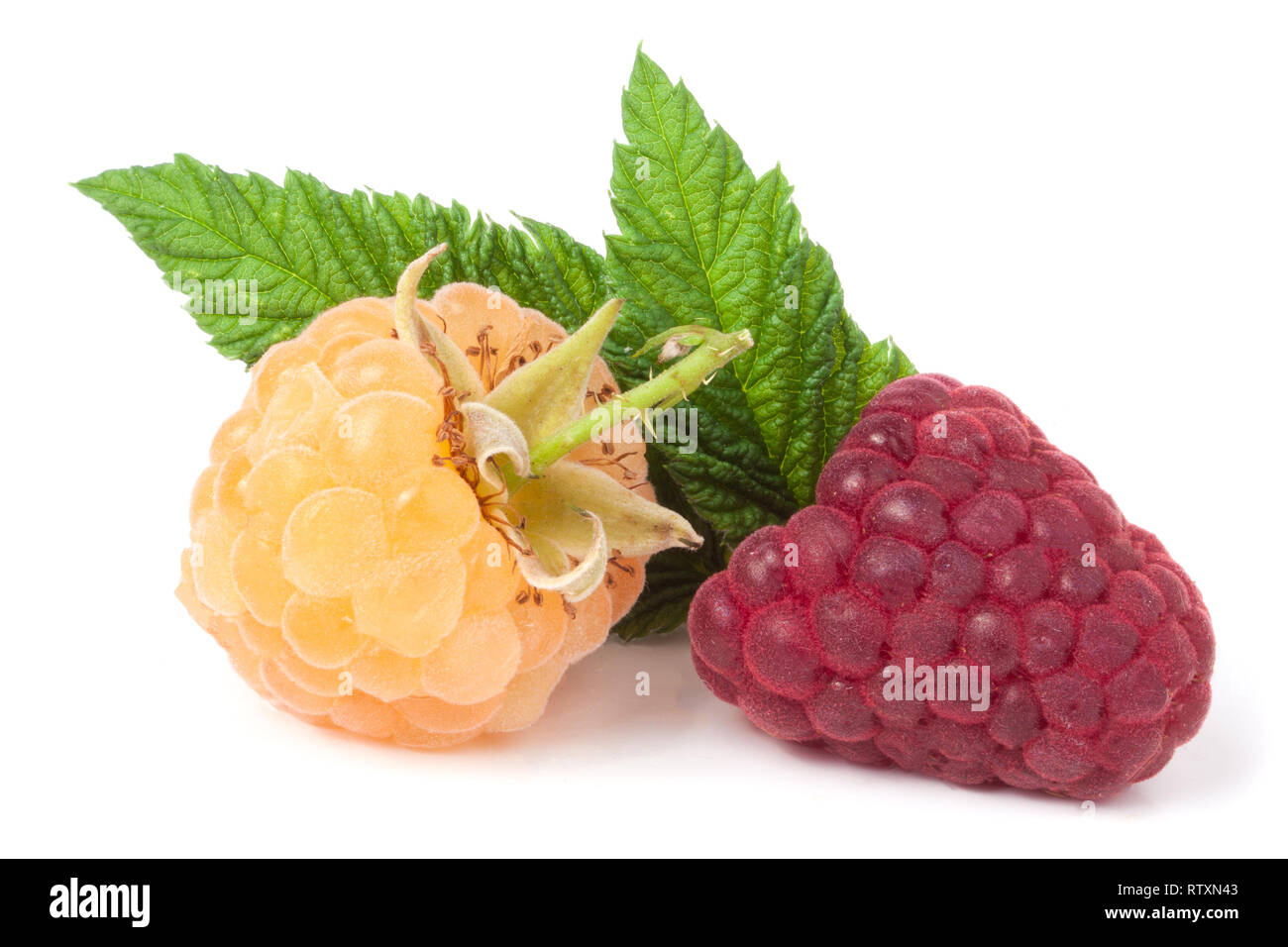 Red Andyellow Raspberry red and yellow raspberries with leaves on a white background Stock ...