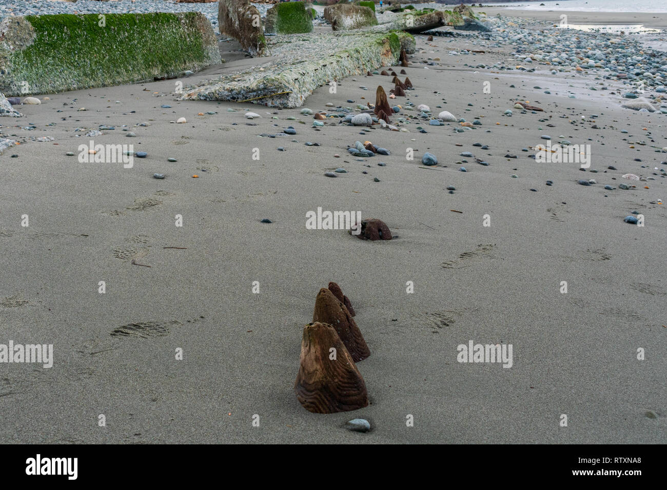 Whidbey island at low tide hires stock photography and images Alamy