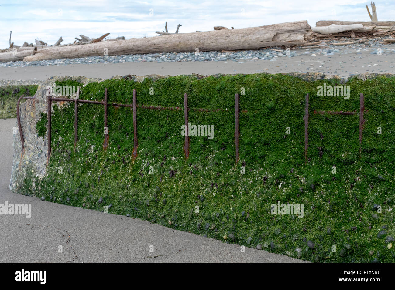 Broken Seawall on Whidbey Island Beach Stock Photo