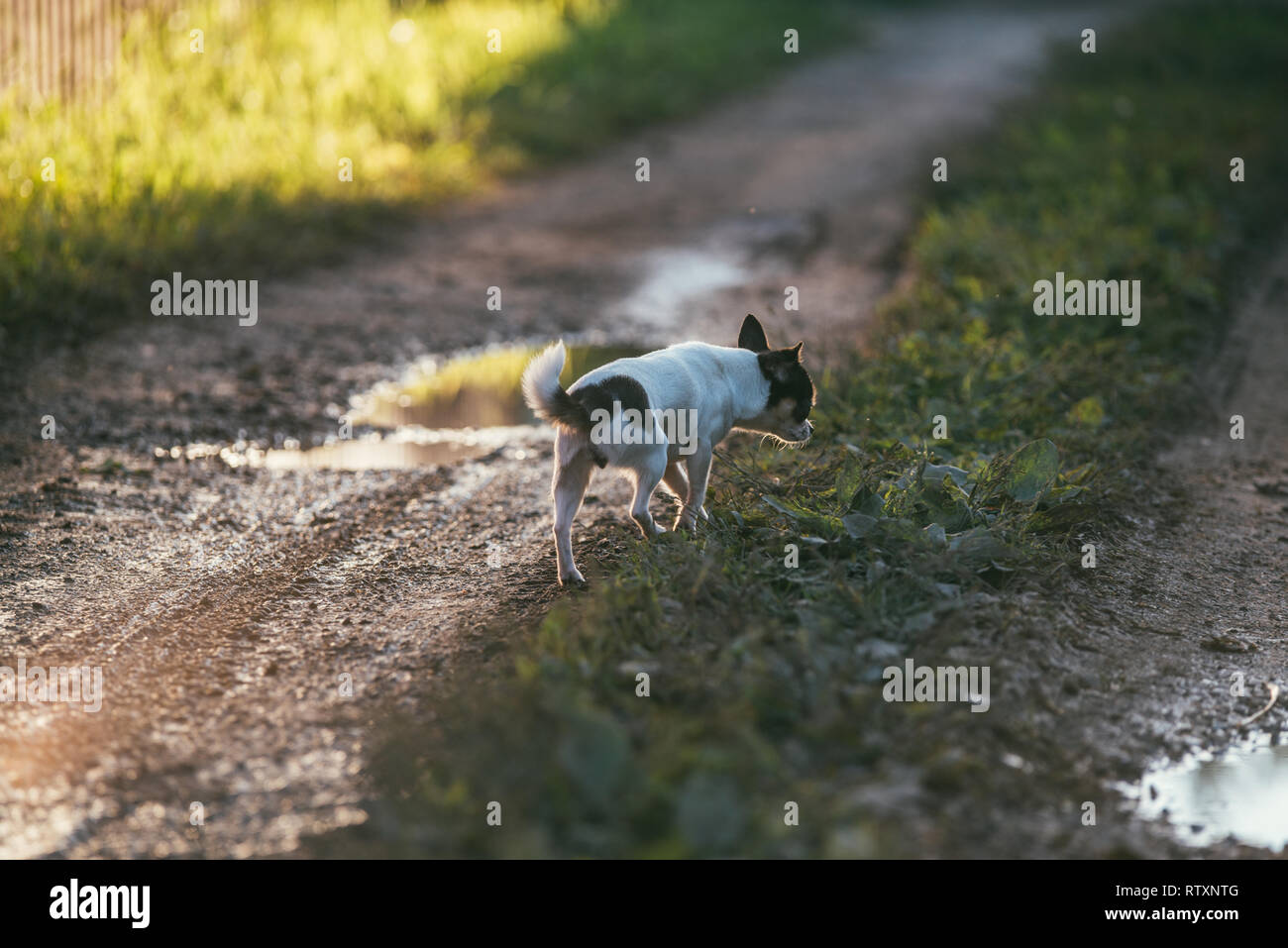 little chihuahua dog walks along a country road after rain. around puddles and fragments of green grass Stock Photo