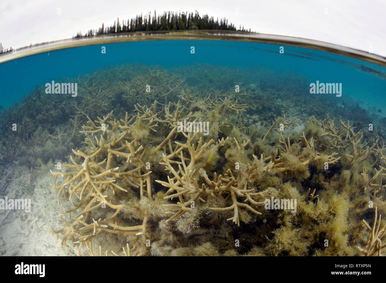 Staghorn coral, Acropora sp., Iles des Pins, New Caledonia, South Pacific Stock Photo