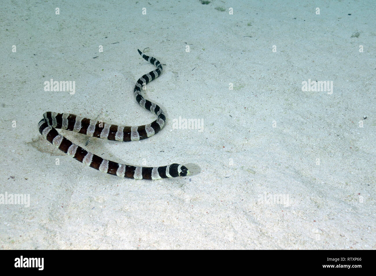 Striped sea snake, Laticauda colubrina, Piscine Naturelle, D'Oro Bay, Iles des Pins, New Caledonia, South Pacific Stock Photo