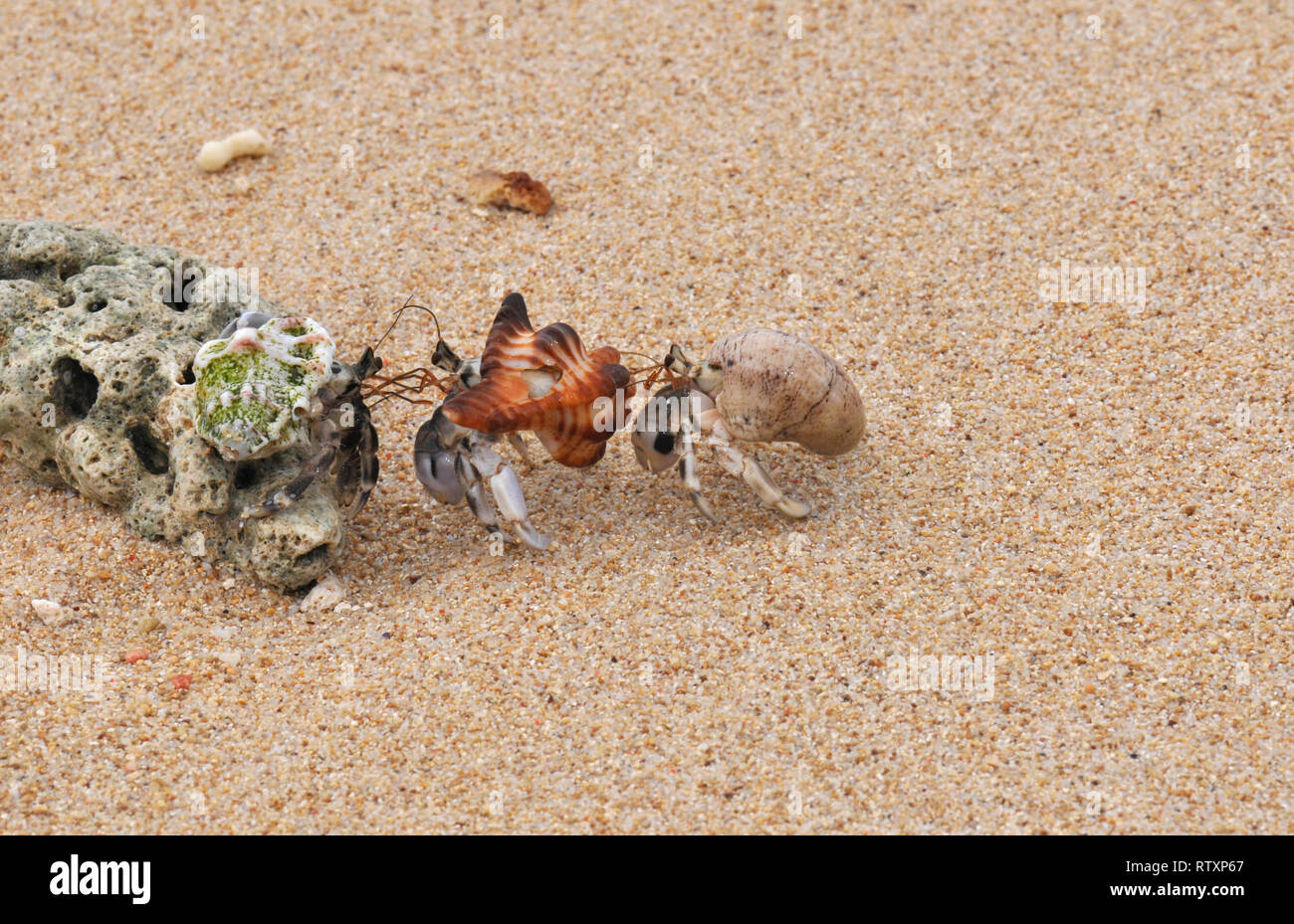 Hermit crabs, Coenobita rugosus, at Tibarama Island, Poindimie, New Caledonia, South Pacific Stock Photo