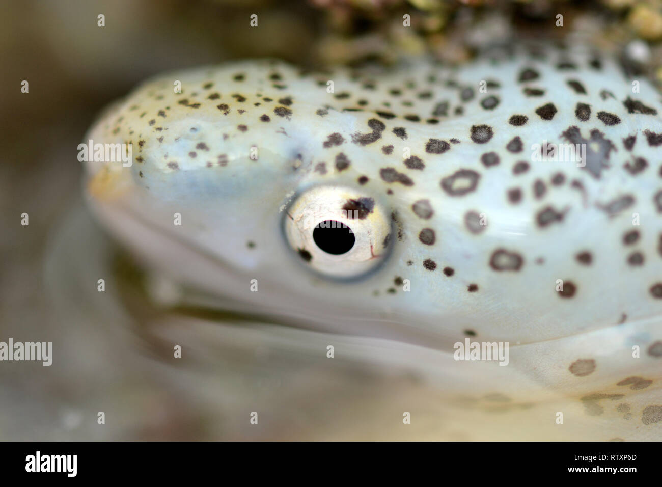 Painted Moray High Resolution Stock Photography And Images Alamy