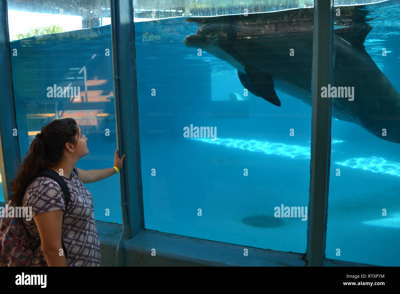 Girl admires bottlenose dolphin, Tursiops truncatus, at the Sea Life Park, Oahu, Hawaii, USA Stock Photo