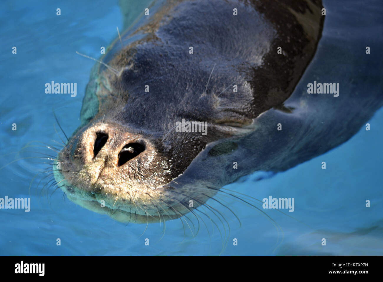 Endangered Hawaiian monk seal, Neomonachus schauinslandi, at Hawaii Sea Life Park, Oahu, Hawaii, USA (captive) Stock Photo