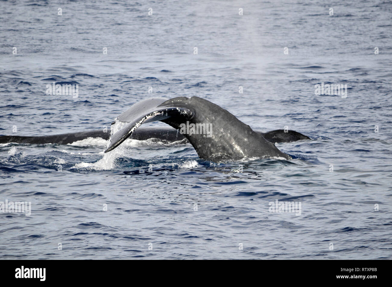Tail of humpback whale, Megaptera novaeangliae, Maui, Hawaii, USA Stock Photo