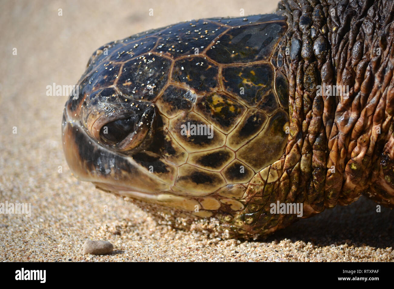Green sea turtle, Chelonia mydas, rests in the sand of Ho'okipa Beach, Maui, Hawaii, USA Stock Photo