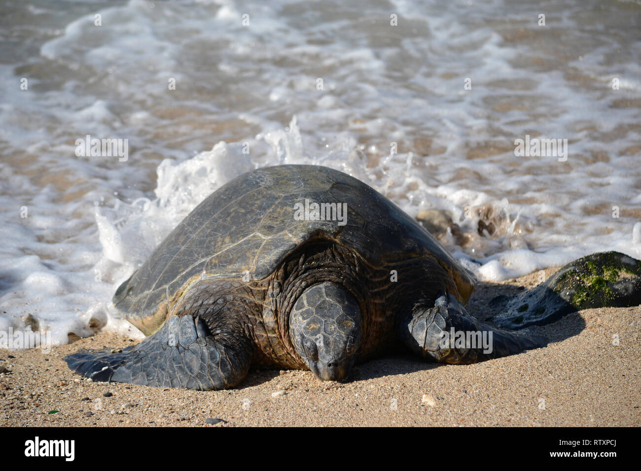 Green sea turtle, Chelonia mydas, rests in the sand of Ho'okipa Beach, Maui, Hawaii, USA Stock Photo