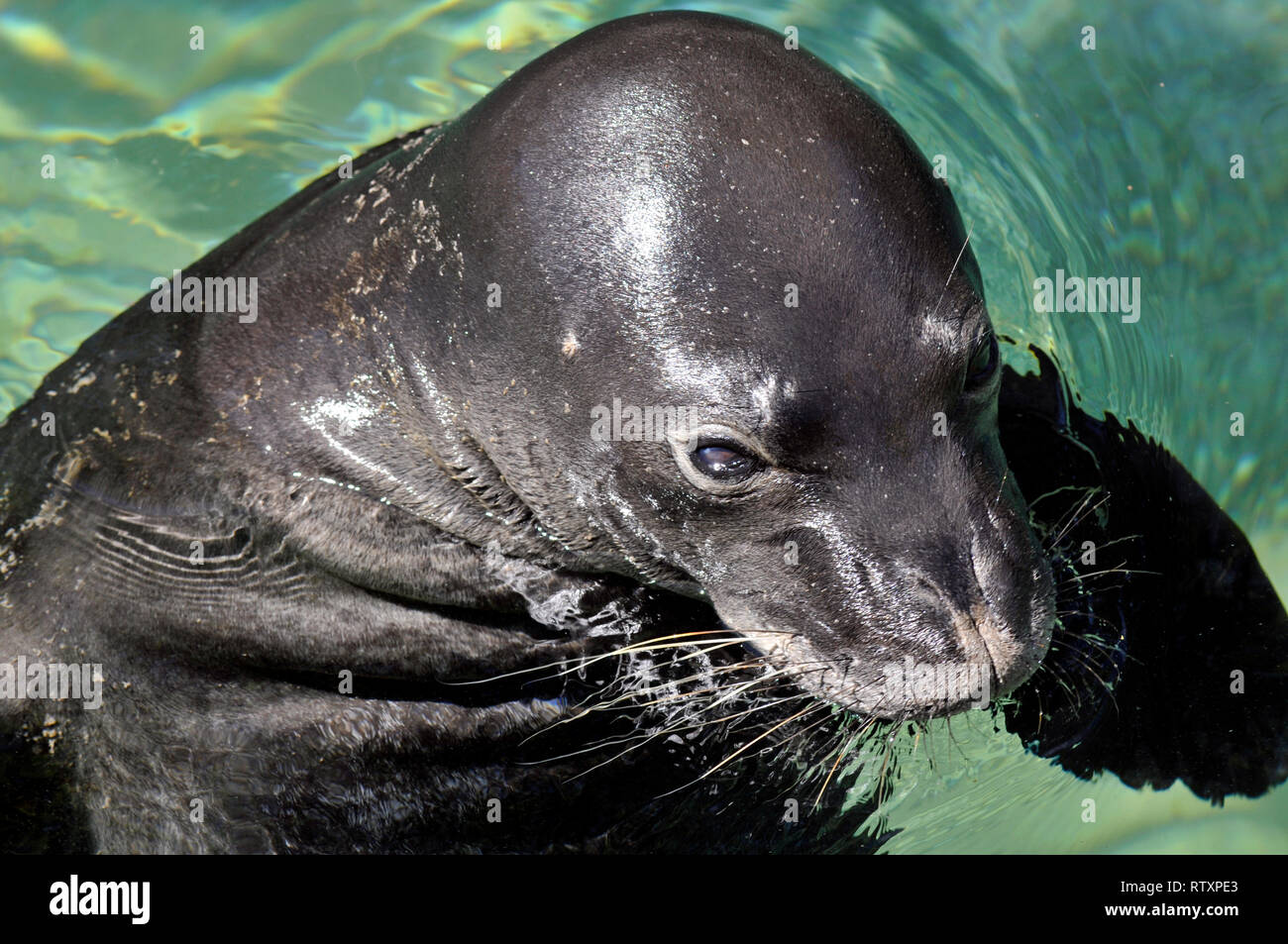 Hawaiian monk seal, Neomonachus schauinslandi, captive, Waikiki Aquarium, Oahu, Hawaii, USA Stock Photo
