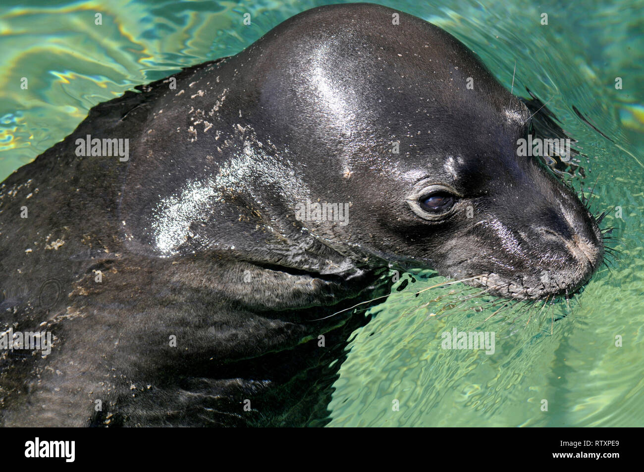 Hawaiian monk seal, Neomonachus schauinslandi, captive, Waikiki Aquarium, Oahu, Hawaii, USA Stock Photo