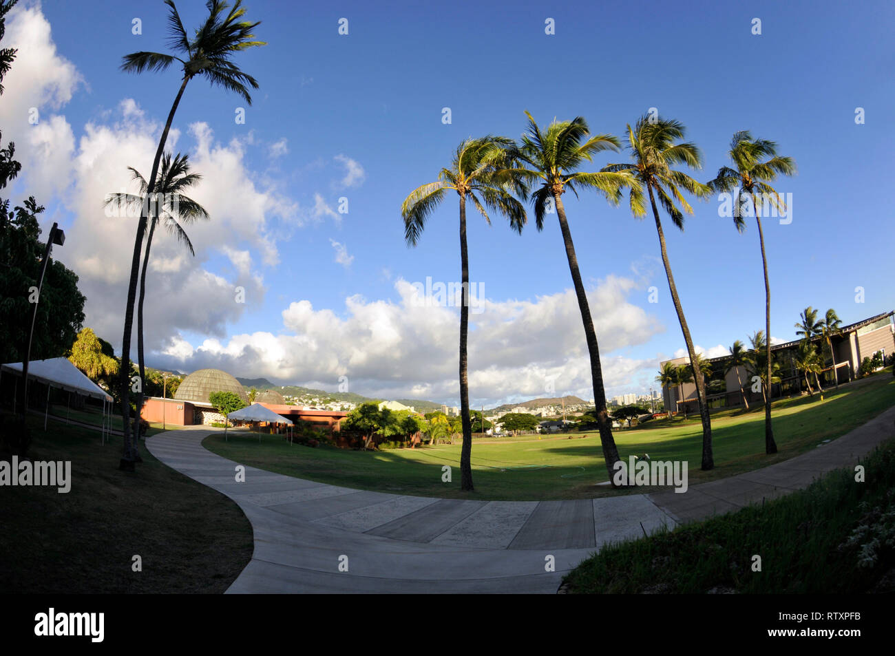Coconut trees at the yard of Bishop Museum, Honolulu, Oahu, Hawaii, USA Stock Photo