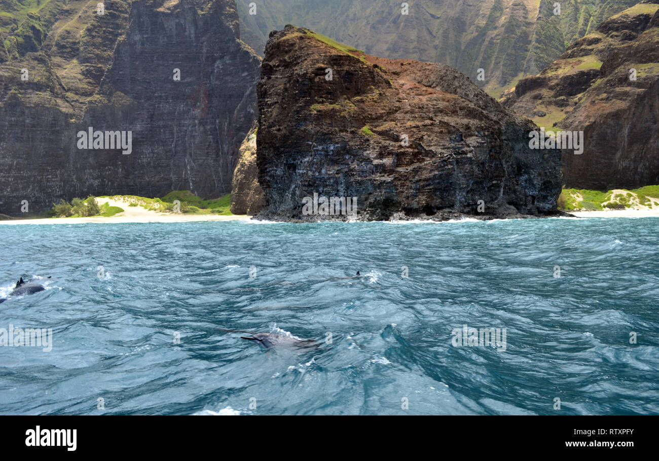 Spinner dolphins, Stenella longirostris, along the Honopu Valley, Na Pali Coast, Kauai, Hawaii, USA Stock Photo