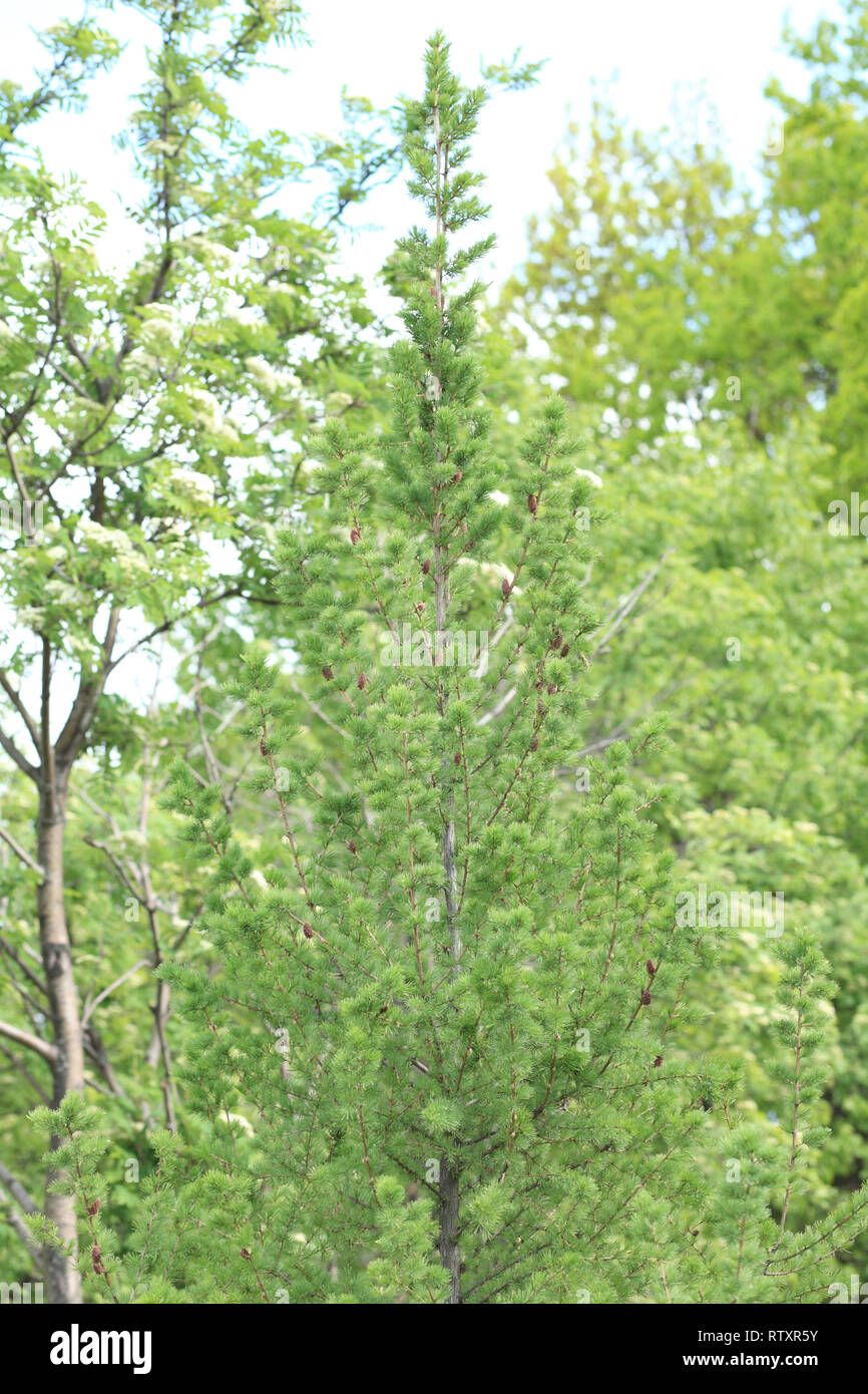 Spring Blaze Fir fir tree at spring day Stock Photo - Alamy